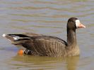 Greenland White-Fronted Goose (WWT Slimbridge April 2013) - pic by Nigel Key